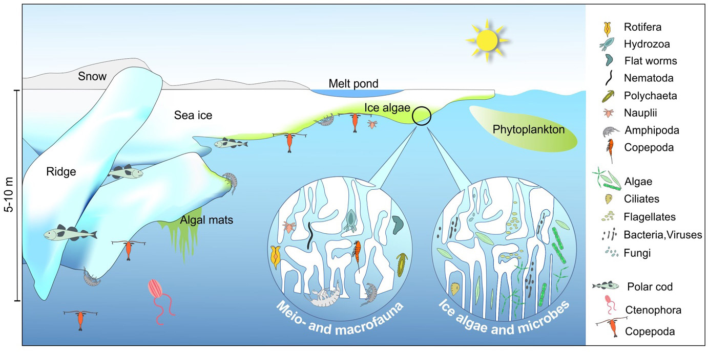 Økosystemet ved iskanten