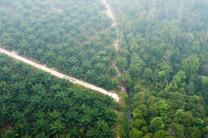 Palm oil plantation