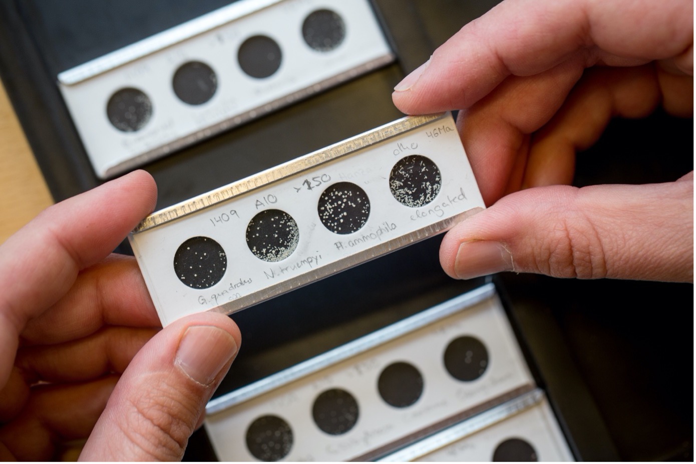 Foraminifera being analysed in the laboratory at UiB. (Foto: Eivind Senneset/UiB)