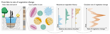 FIGURE. From lakes to rates of vegetation change. Fossil pollen records offer our best insights into past rates of vegetation change. A lake, or other suitable environment, is cored to retrieve the layered sediments which contain pollen grains that accumulated over thousands of years. By identifying and counting the different pollen grains researchers can then reconstruct the local vegetation composition. Finally, the rate of vegetation change is estimated from the changes in pollen abundances through time. Artwork by Milan Teunissen van Manen (@MilanTvM).