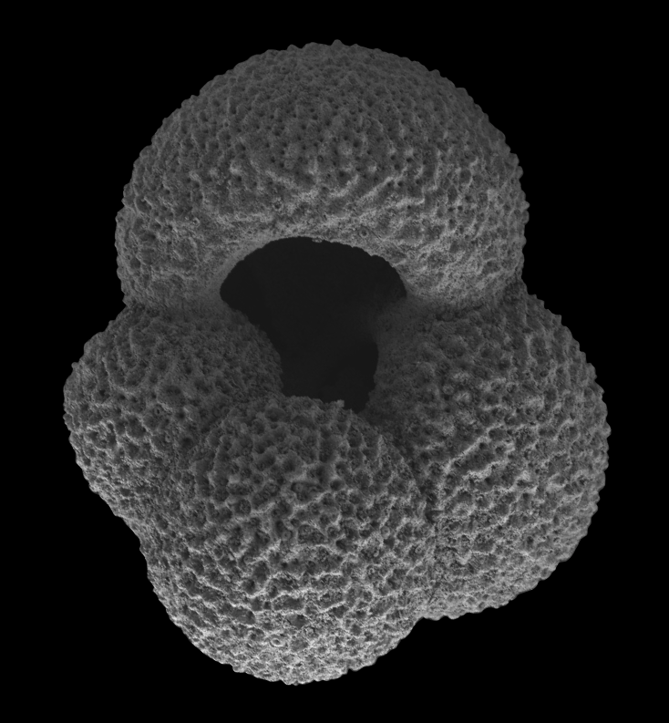 mikroorganismen Globigerina fanget i et elektronmikroskop