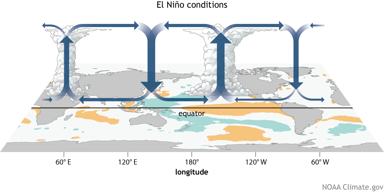 El niño Walker